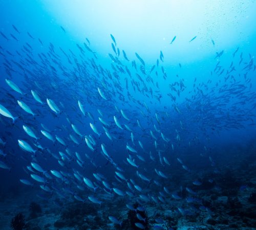 fisheries